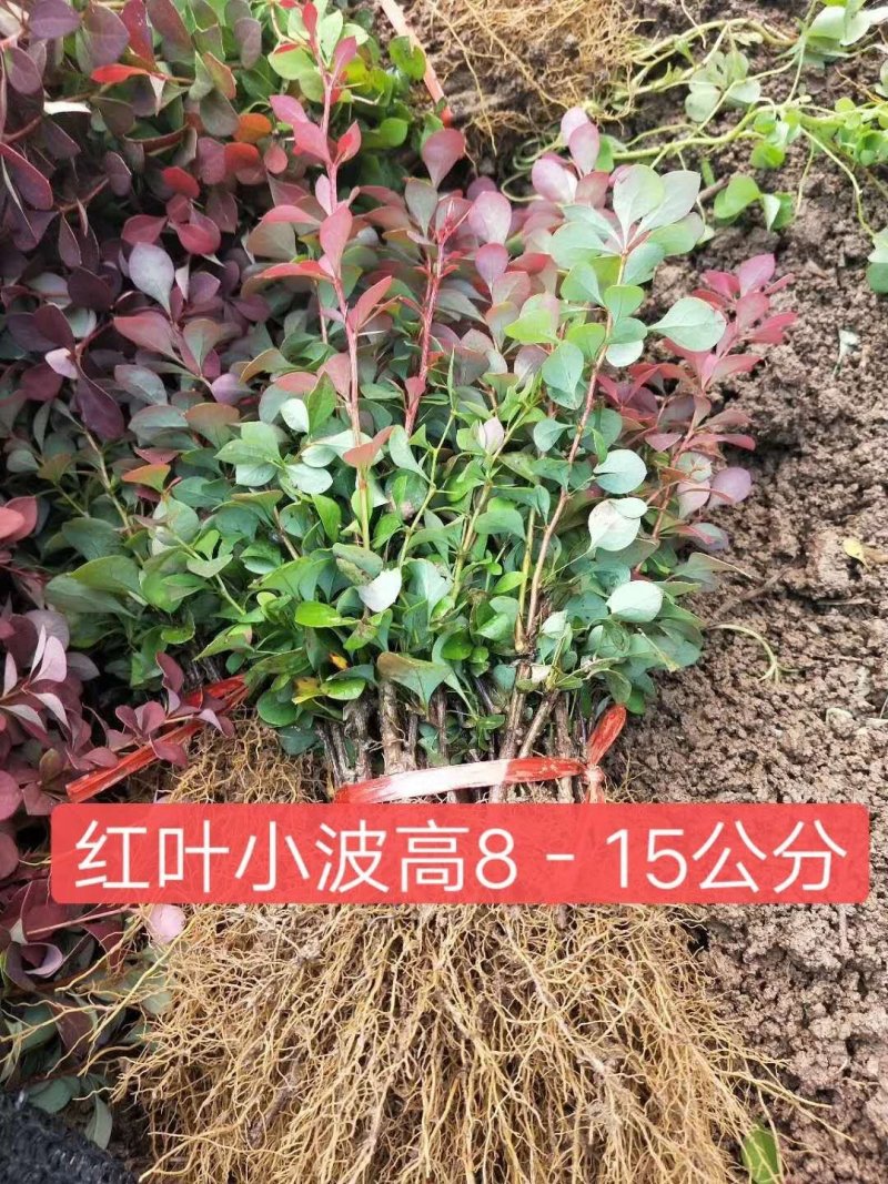 红叶小波红叶小波苗红叶小波小苗红叶小波床苗包邮！