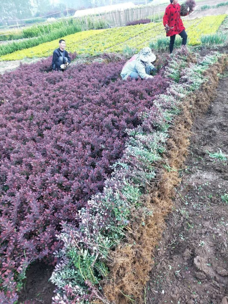 红叶小波苗红叶小波小苗红叶小波床苗红叶小波树苗包邮！