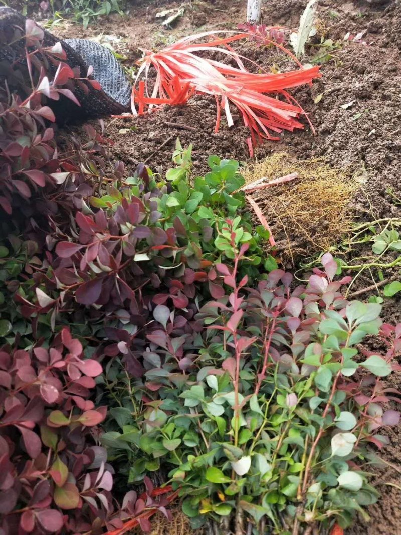 红叶小波苗红叶小波小苗红叶小波床苗红叶小波树苗包邮！