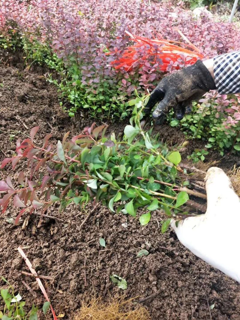 红叶小波苗红叶小波小苗红叶小波床苗红叶小波树苗包邮！