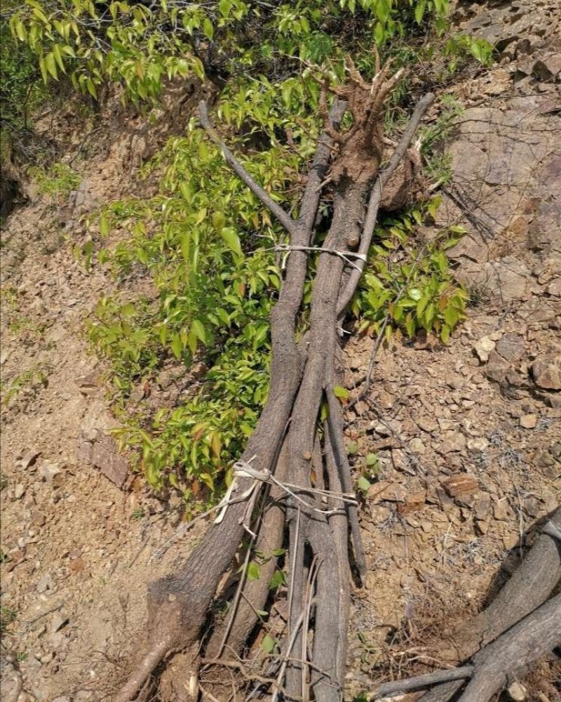 黄栌山货黄栌丛生黄栌
