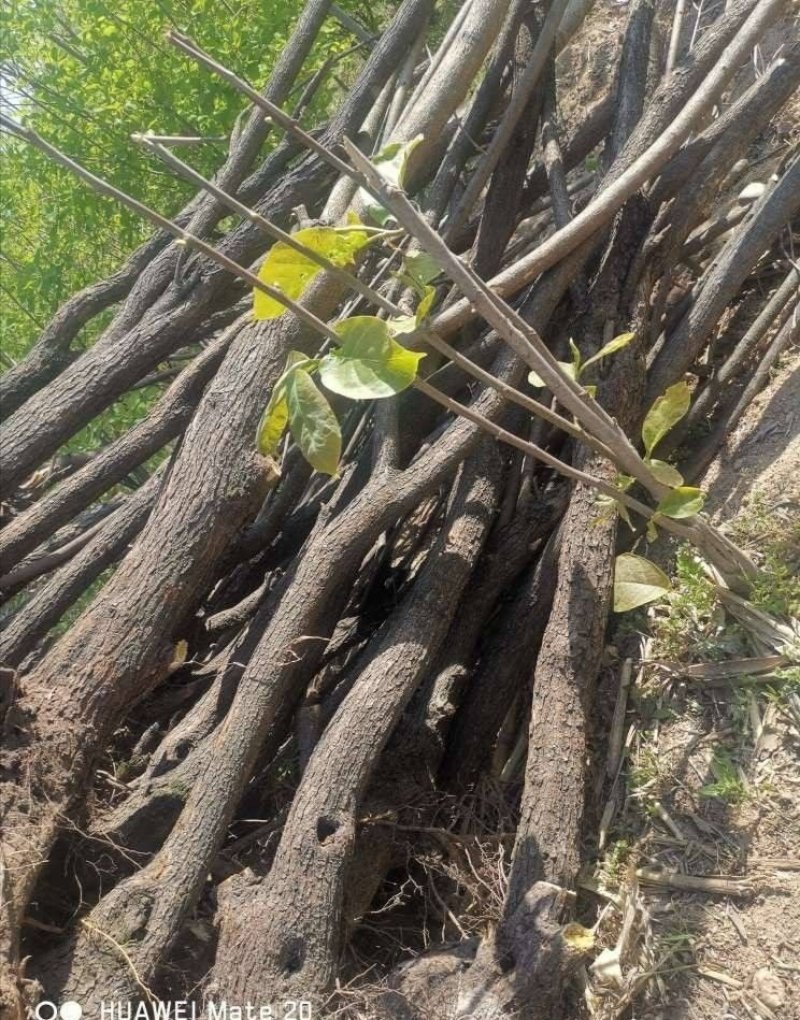 黄栌山货黄栌丛生黄栌