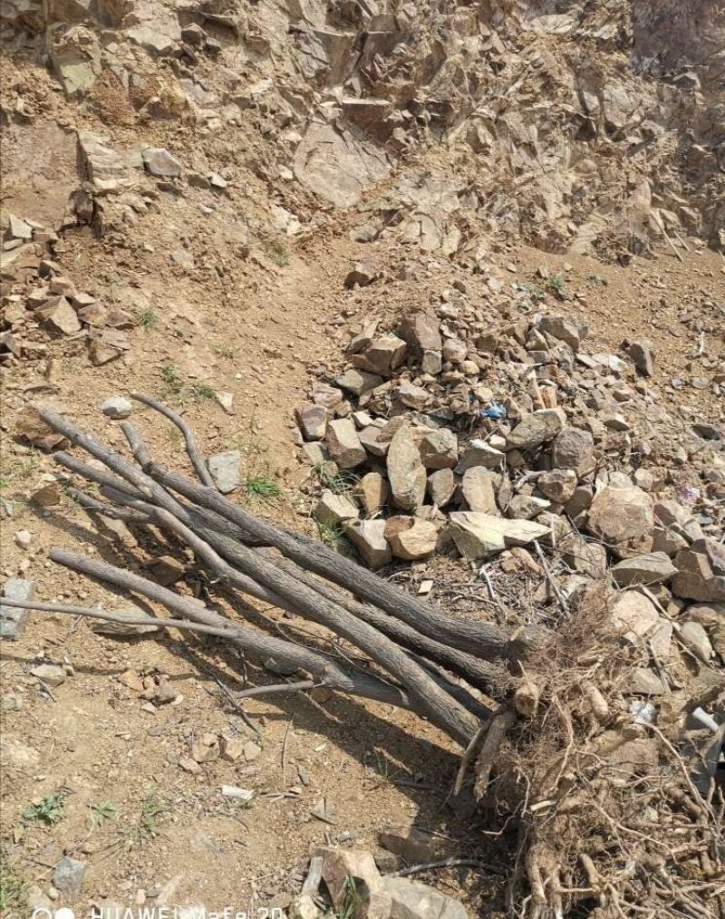 黄栌山货黄栌丛生黄栌