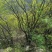 黄栌山货黄栌丛生黄栌