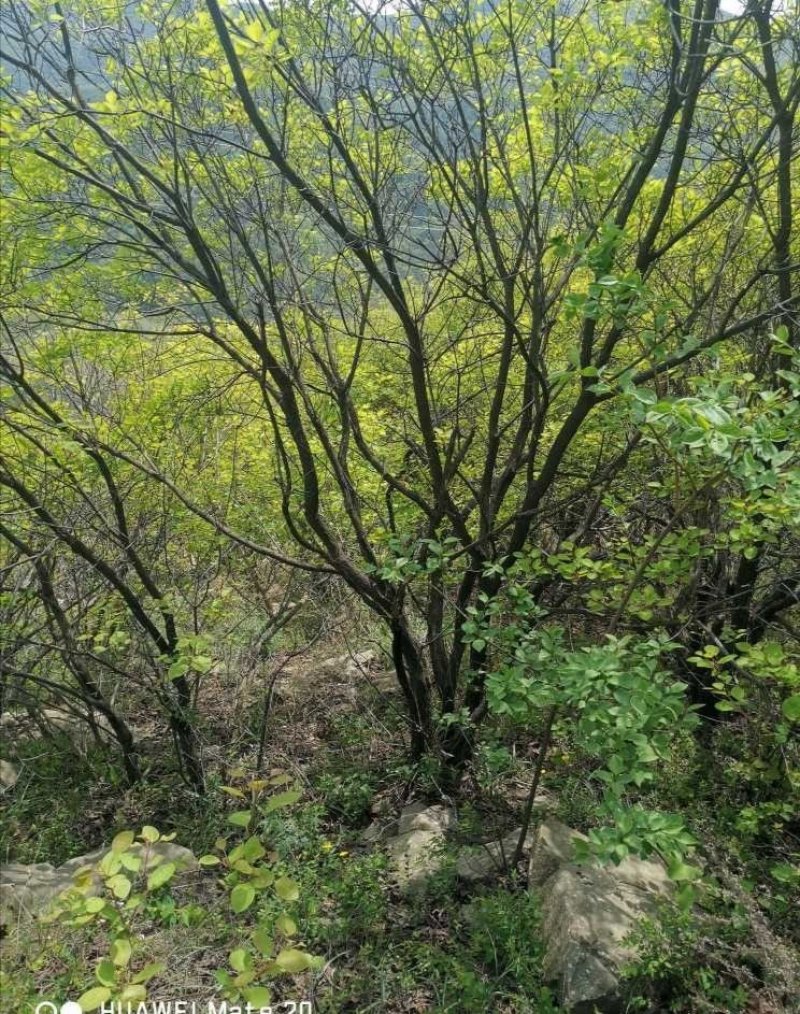 黄栌山货黄栌丛生黄栌