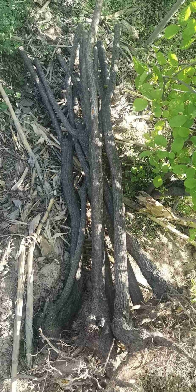 黄栌山货黄栌丛生黄栌