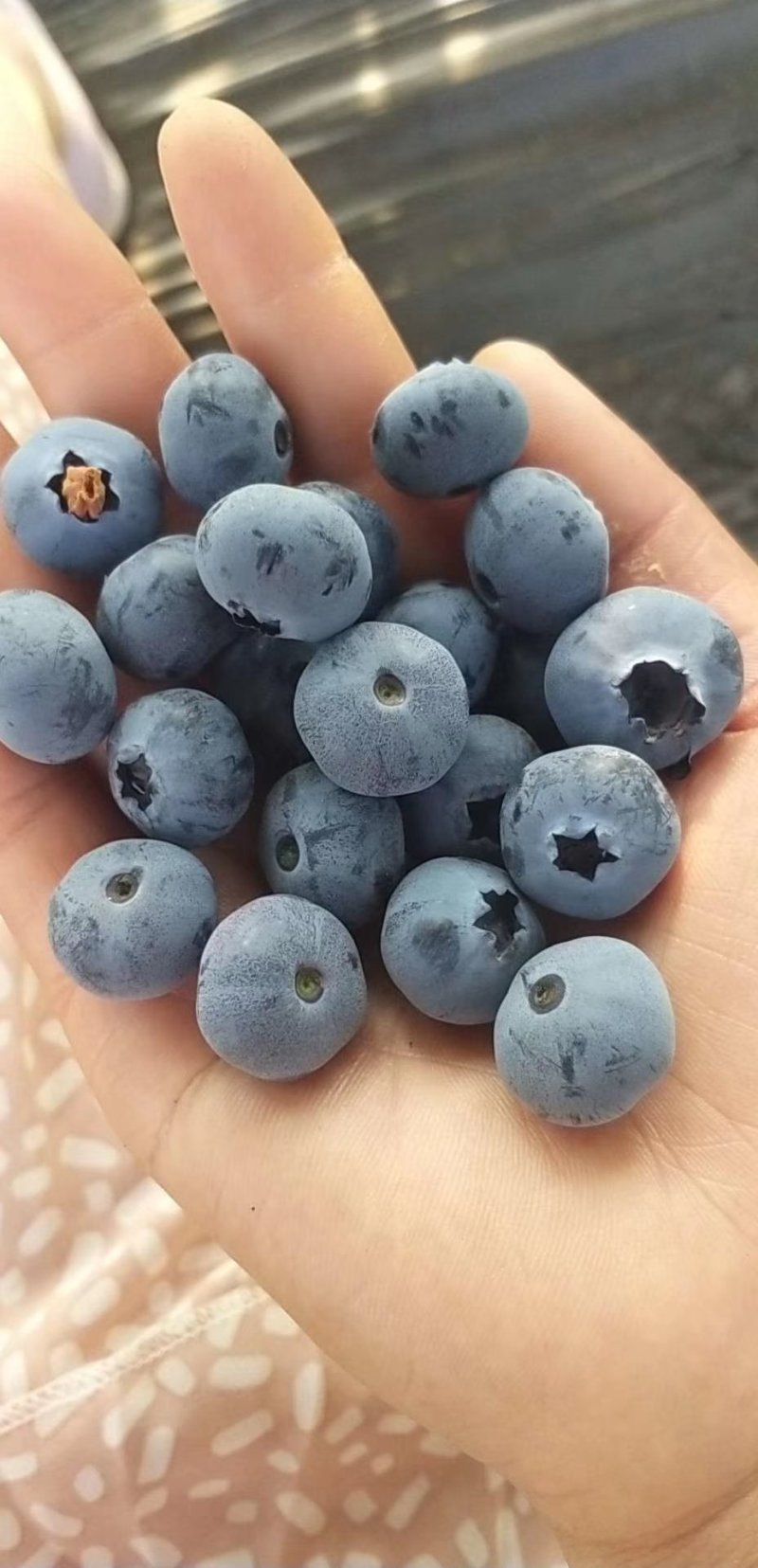 蓝莓