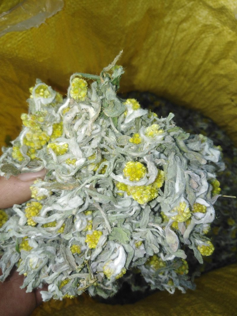 鼠曲草，印子菜，清明草广西桂林市全州县