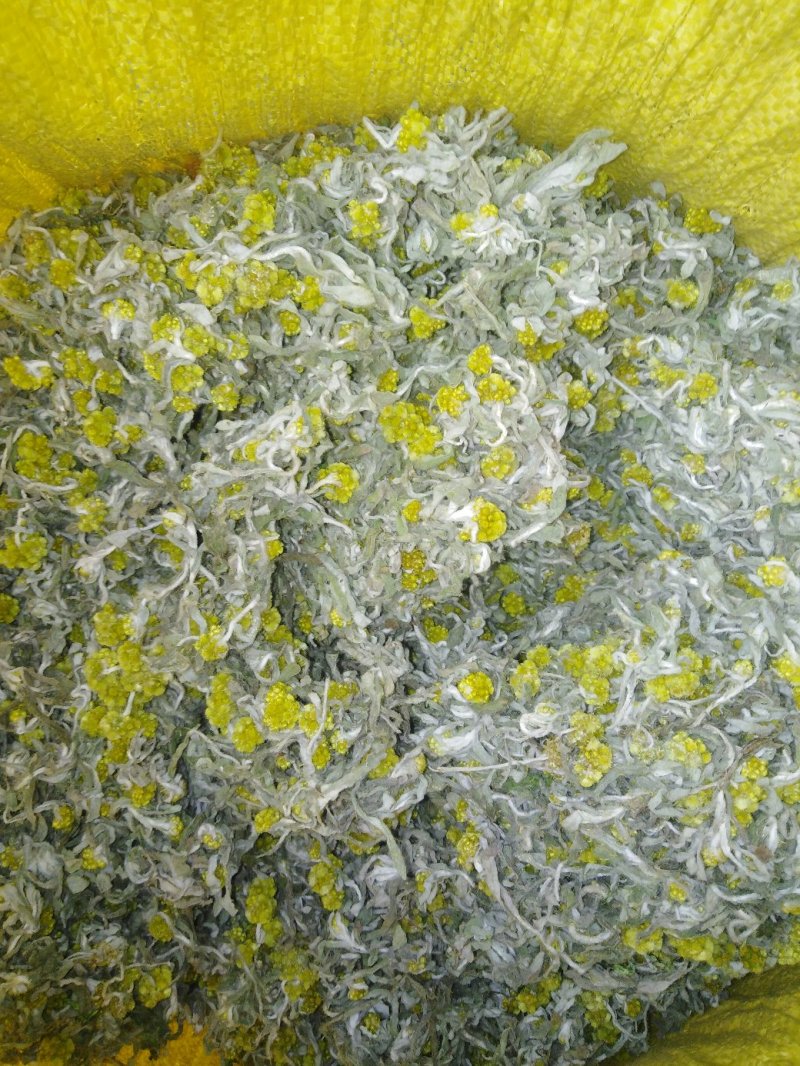 鼠曲草，印子菜，清明草广西桂林市全州县