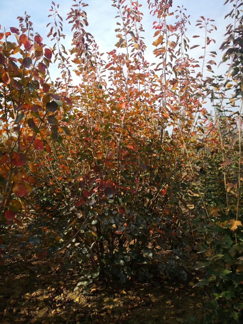 黄栌山货黄栌丛生黄栌