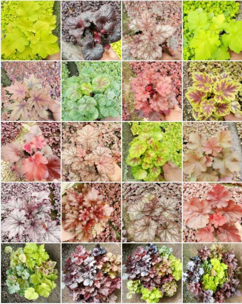 矾根，颜色齐全，基地直销，常年供各种草花苗木