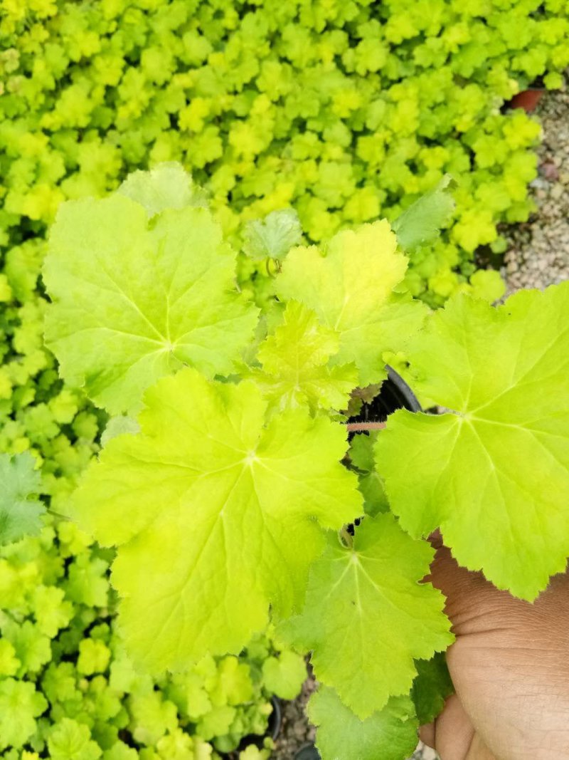 矾根，颜色齐全，基地直销，常年供各种草花苗木
