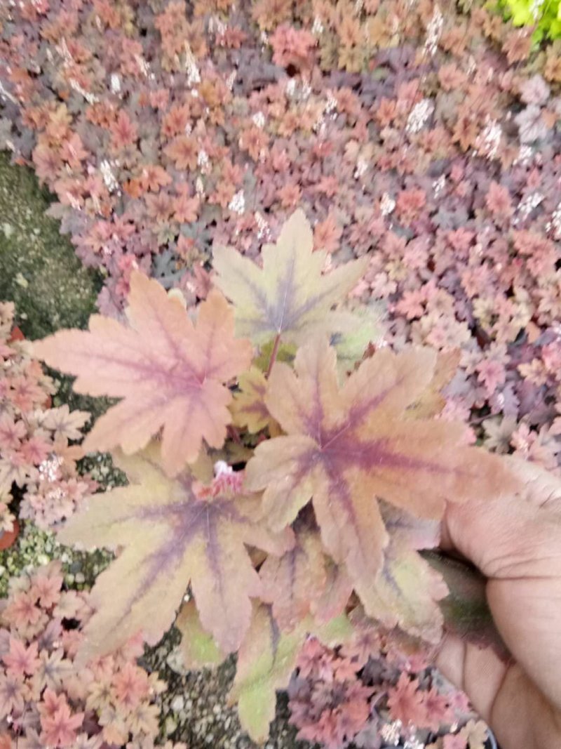 矾根，颜色齐全，基地直销，常年供各种草花苗木