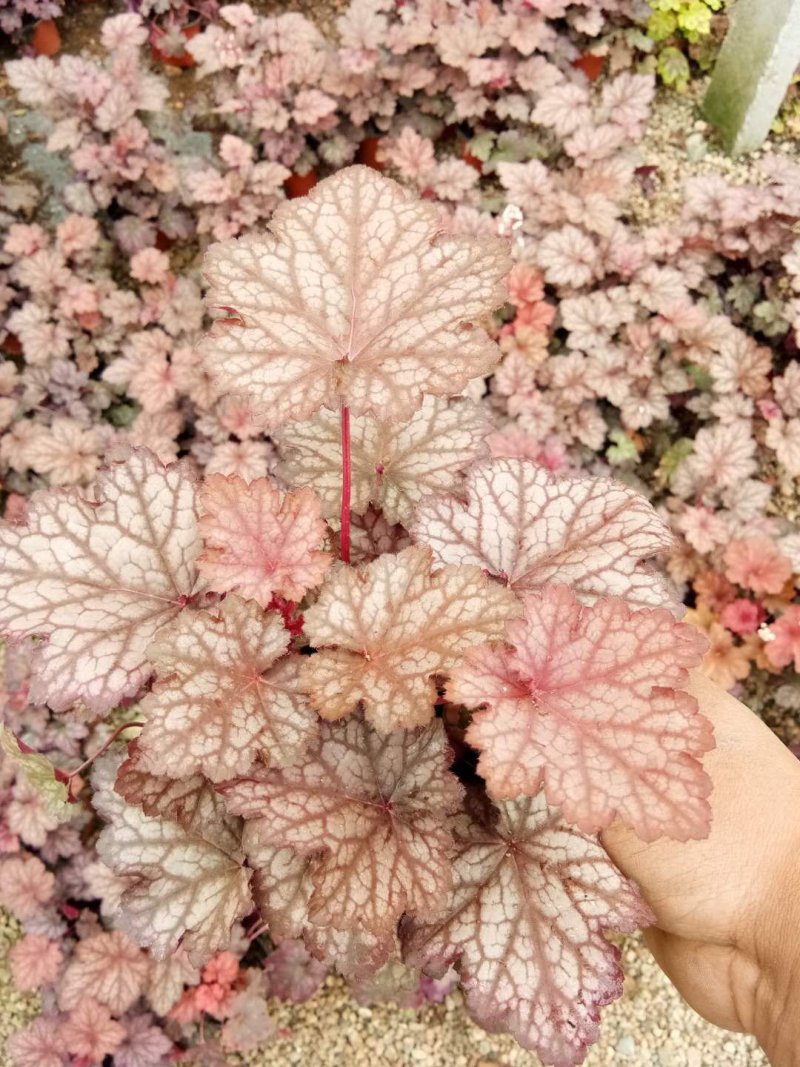矾根，颜色齐全，基地直销，常年供各种草花苗木