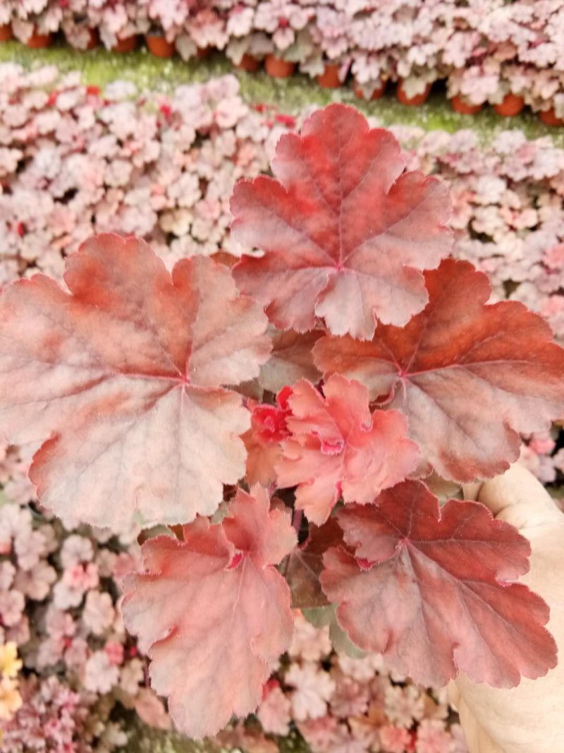 矾根，颜色齐全，基地直销，常年供各种草花苗木