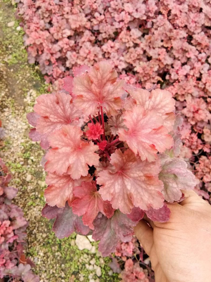 矾根，颜色齐全，基地直销，常年供各种草花苗木