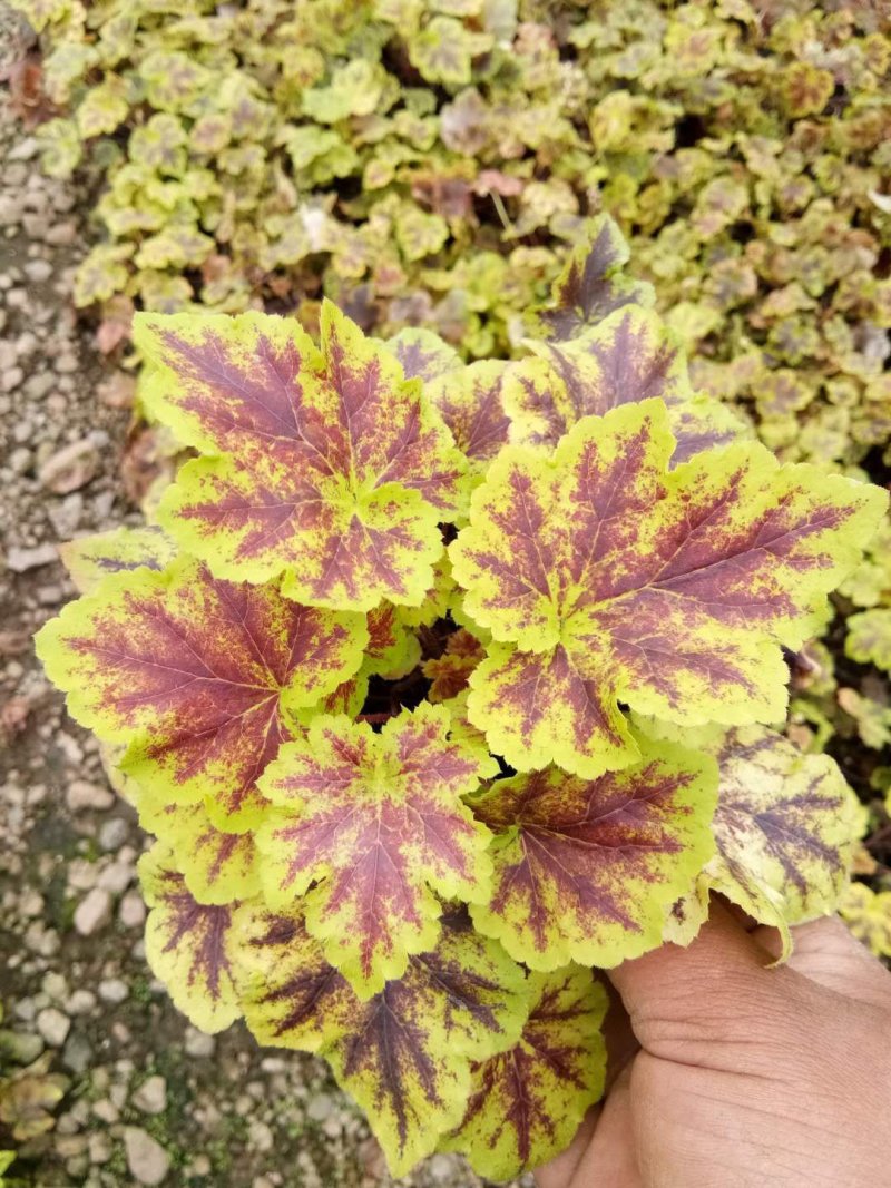 矾根，颜色齐全，基地直销，常年供各种草花苗木
