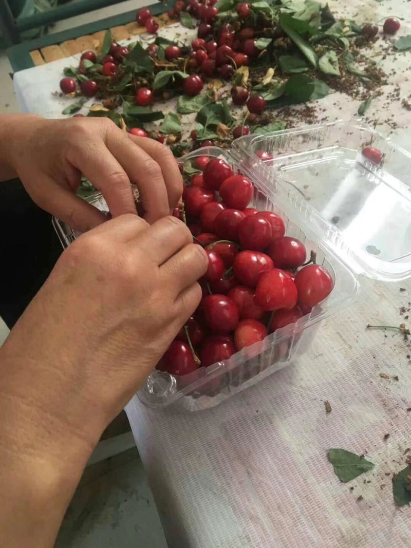 方寨红大樱桃