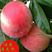 桃树苗新品种早熟巨红桃品种纯产量高