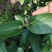 四川有种植金银花基地需要技术指导的可以联系我