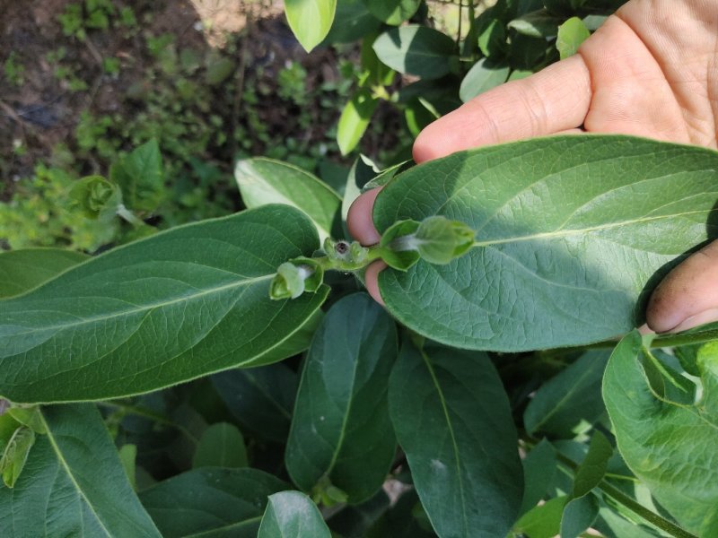 四川有种植金银花基地需要技术指导的可以联系我