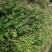 四川有种植金银花基地需要技术指导的可以联系我