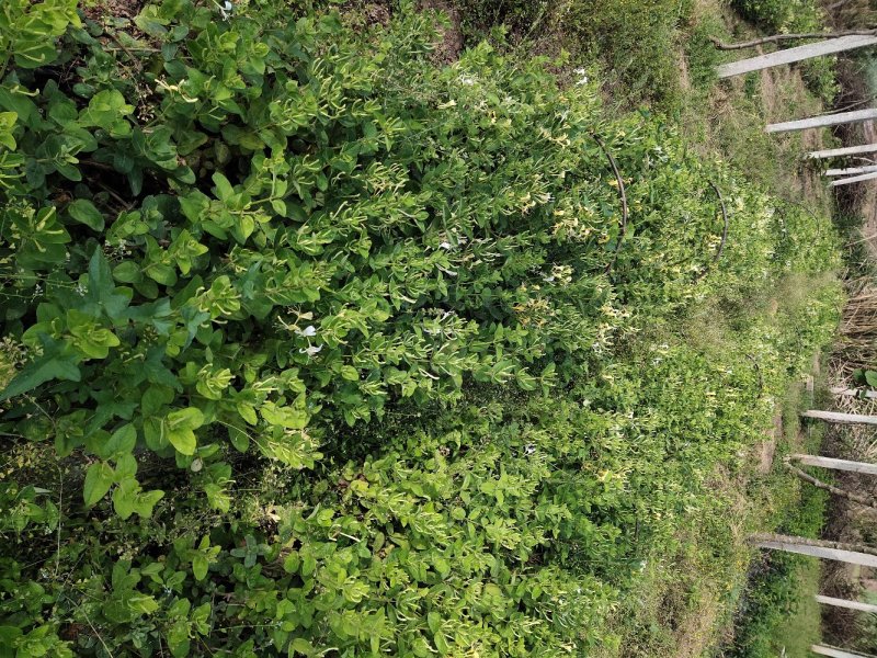 四川有种植金银花基地需要技术指导的可以联系我