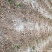 四川有种植金银花基地需要技术指导的可以联系我