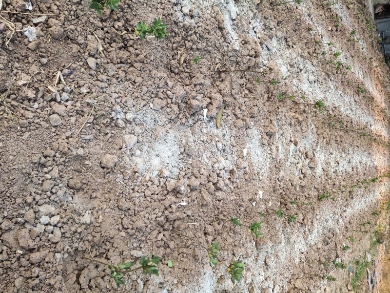 四川有种植金银花基地需要技术指导的可以联系我