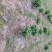 四川有种植金银花基地需要技术指导的可以联系我