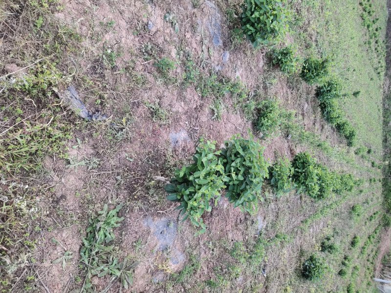 四川有种植金银花基地需要技术指导的可以联系我