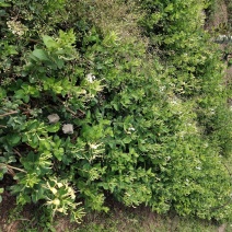 四川有种植金银花基地需要技术指导的可以联系我