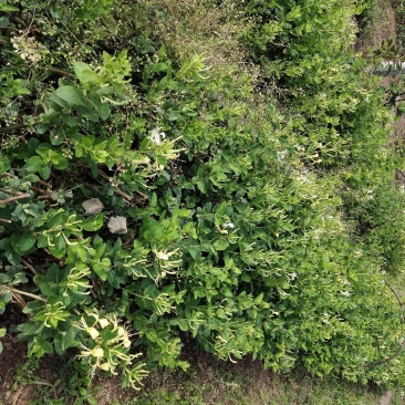 四川有种植金银花基地需要技术指导的可以联系我