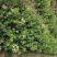 四川有种植金银花基地需要技术指导的可以联系我