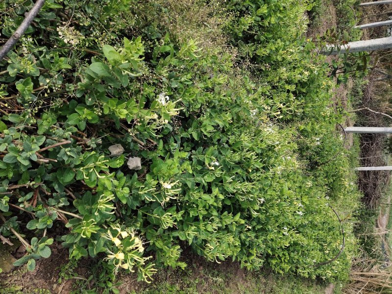 四川有种植金银花基地需要技术指导的可以联系我