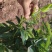 四川有种植金银花基地需要技术指导的可以联系我
