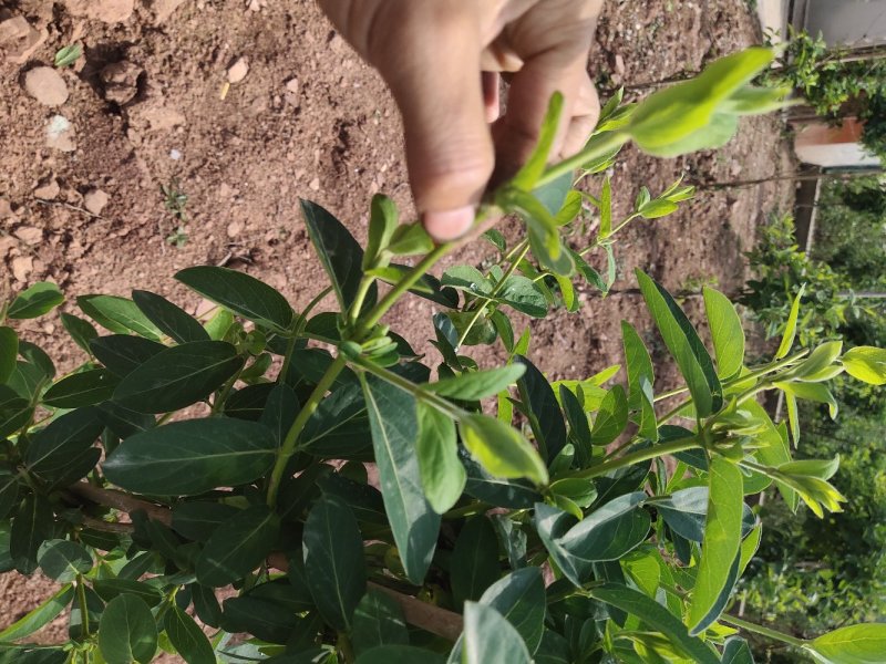四川有种植金银花基地需要技术指导的可以联系我