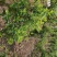 四川有种植金银花基地需要技术指导的可以联系我
