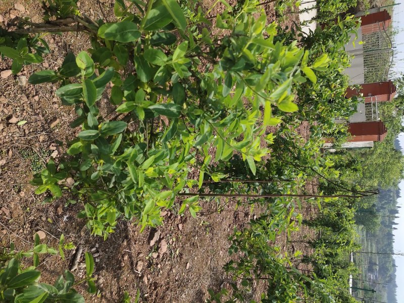 四川有种植金银花基地需要技术指导的可以联系我