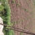 四川有种植金银花基地需要技术指导的可以联系我