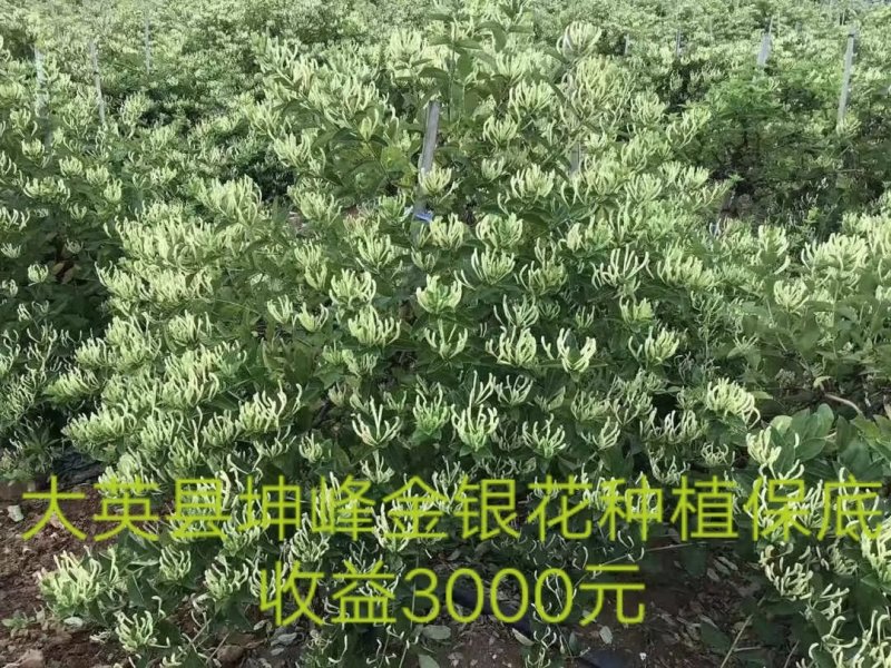四川有种植金银花基地需要技术指导的可以联系我