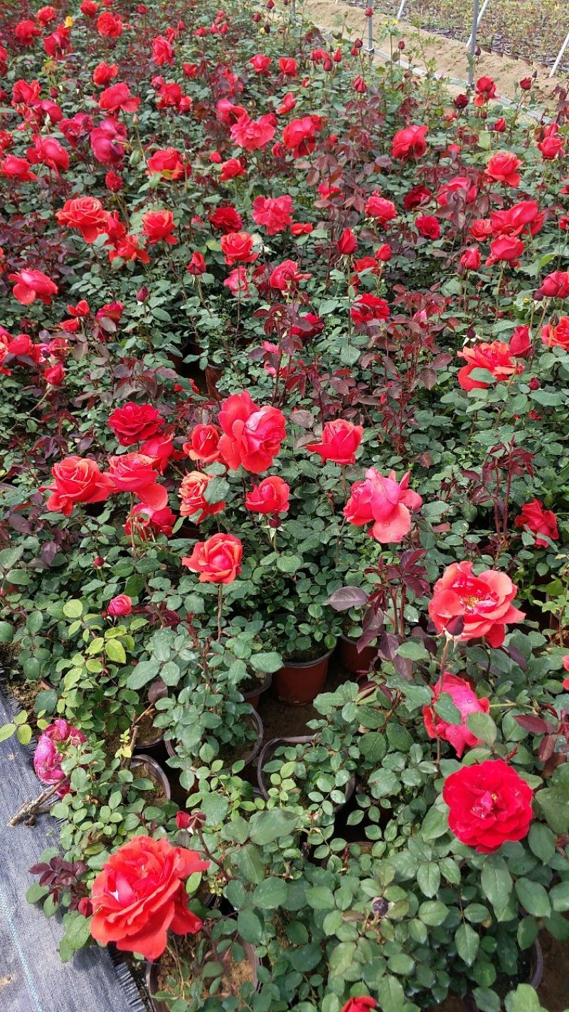 大花月季丰花盆花月季红从容黄苁蓉粉扇绯扇仙境