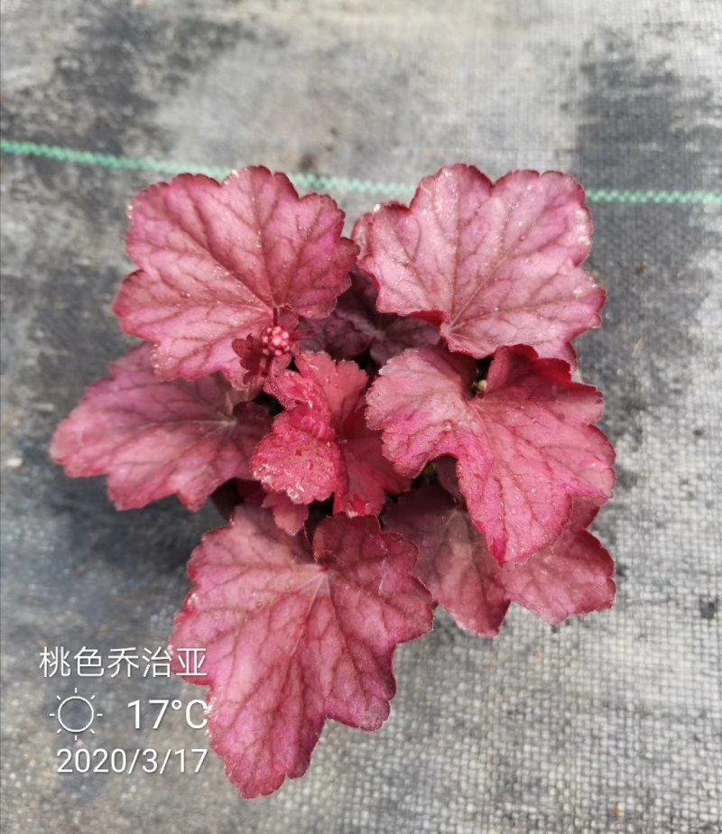 矾根