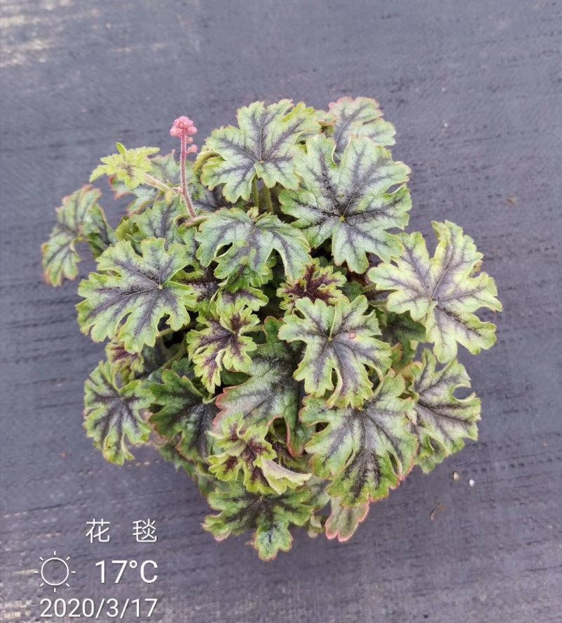 矾根