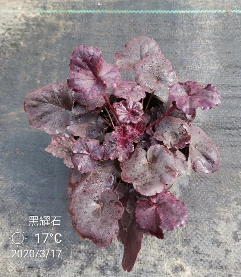 矾根