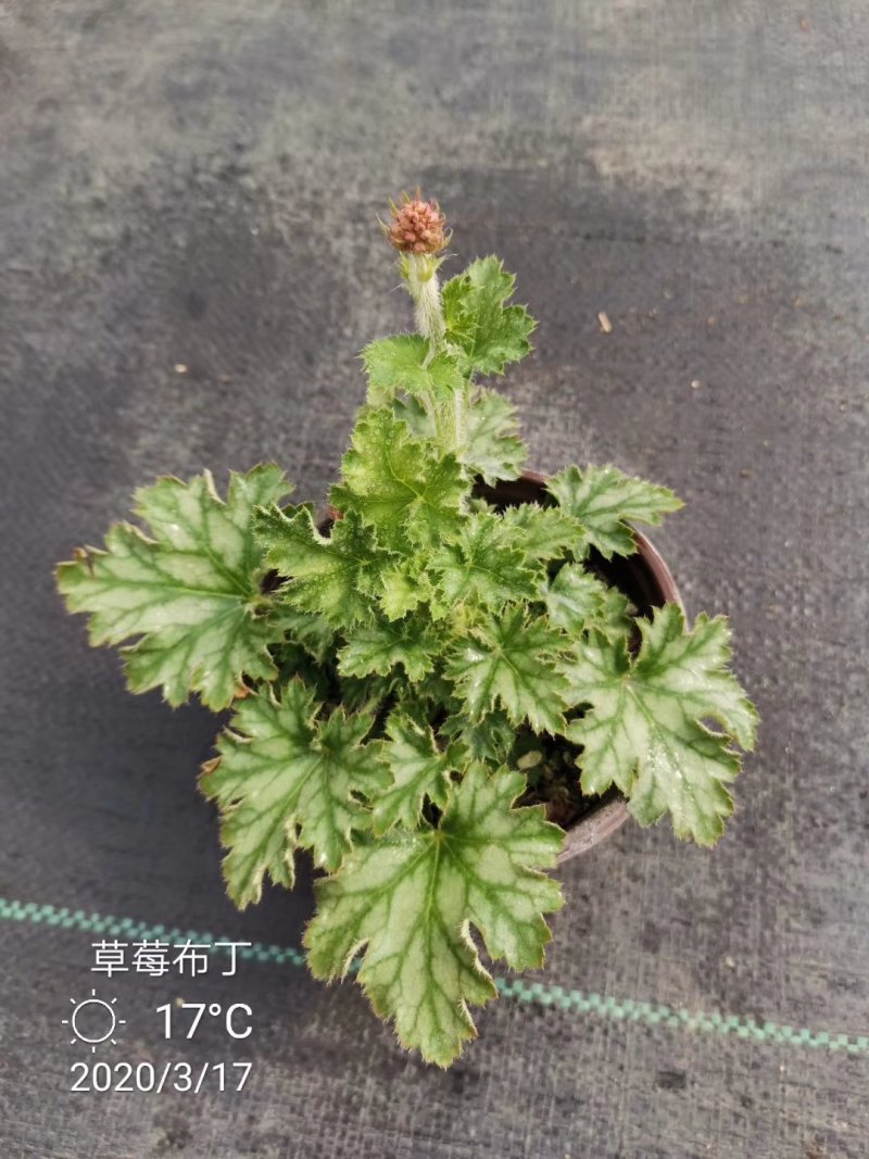 矾根