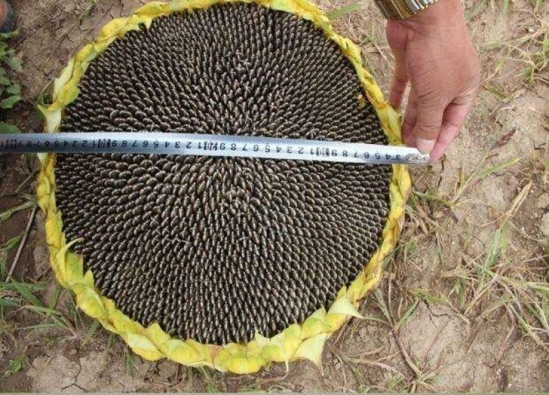 喜丰一号高产食葵种子，1500粒全新包装