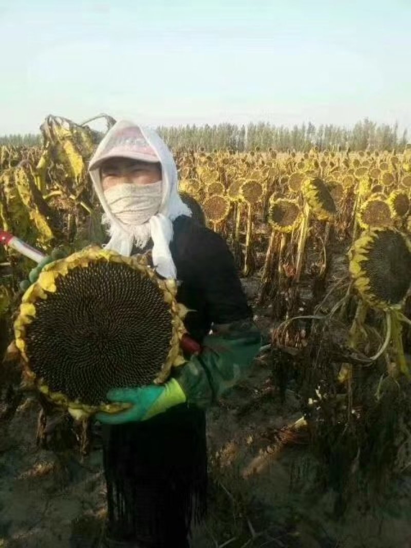 喜丰一号高产食葵种子，1500粒全新包装