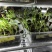 喜丰一号高产食葵种子，1500粒全新包装