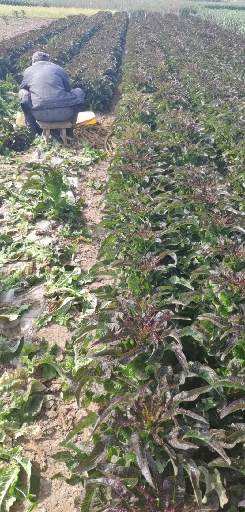 精品红叶莴笋产地直供量大从优！